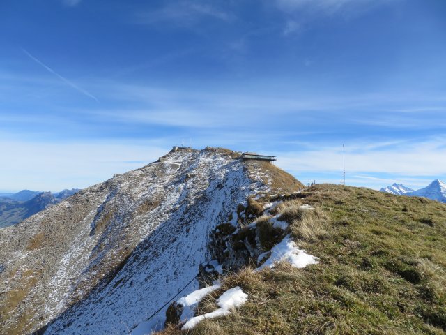 Wildfliegen