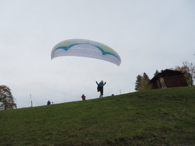 Wildfliegen