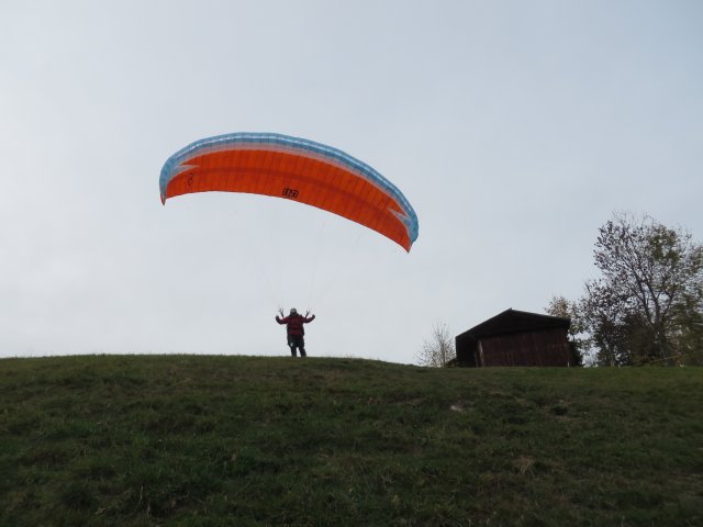 Wildfliegen