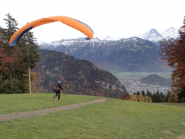 Wildfliegen